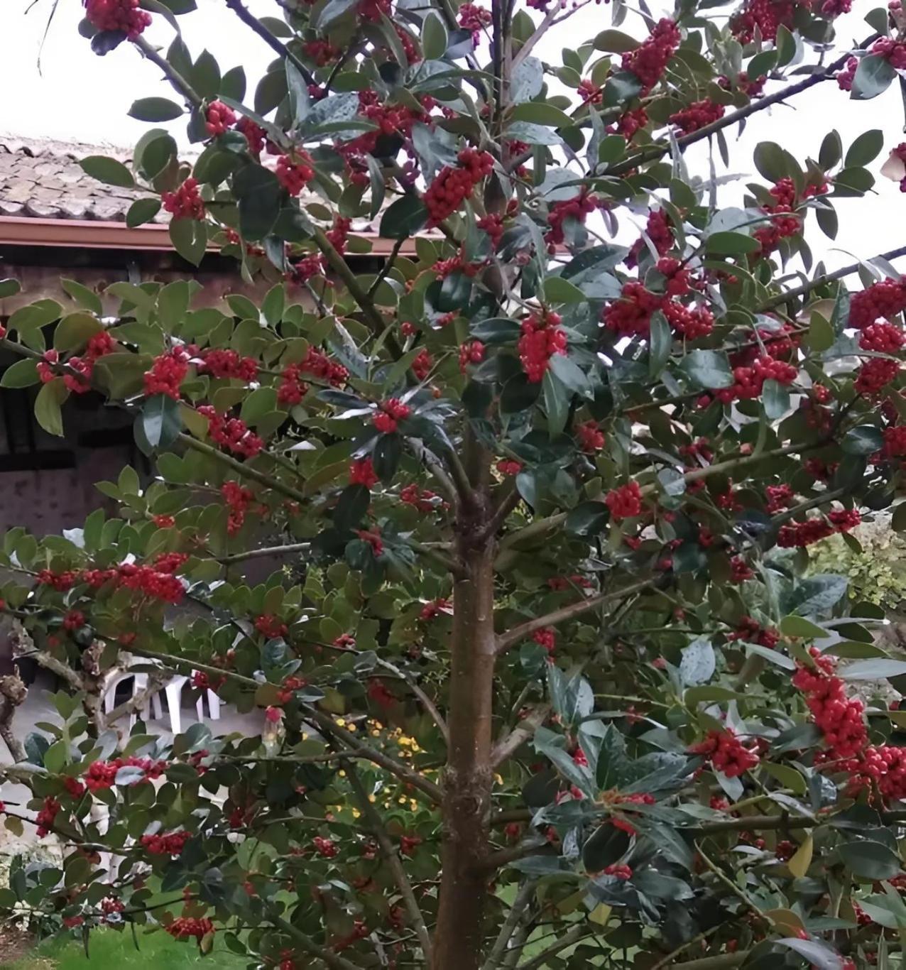 Casa Rural El Fresno Del Abuelo La Cuesta  Esterno foto